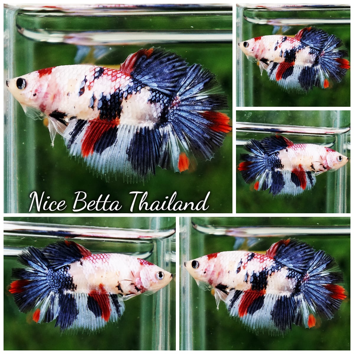 Betta Fish Female Fancy Sakura Storm Koi HM