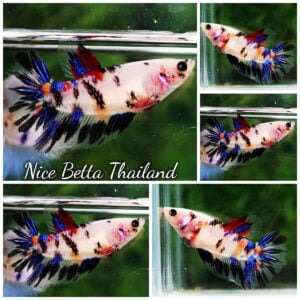 Betta Fish Female Panda Pop Koi HM