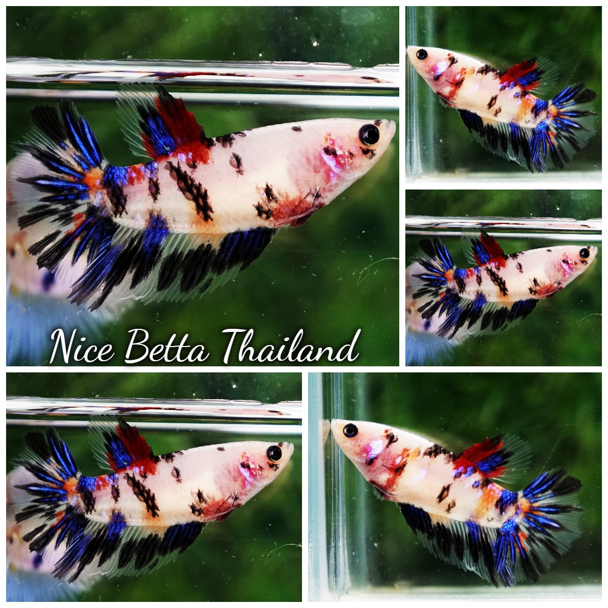 Betta Fish Female Panda Pop Koi HM