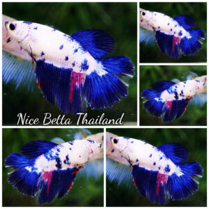Betta Fish Female Fancy Celestine Frostfin HM