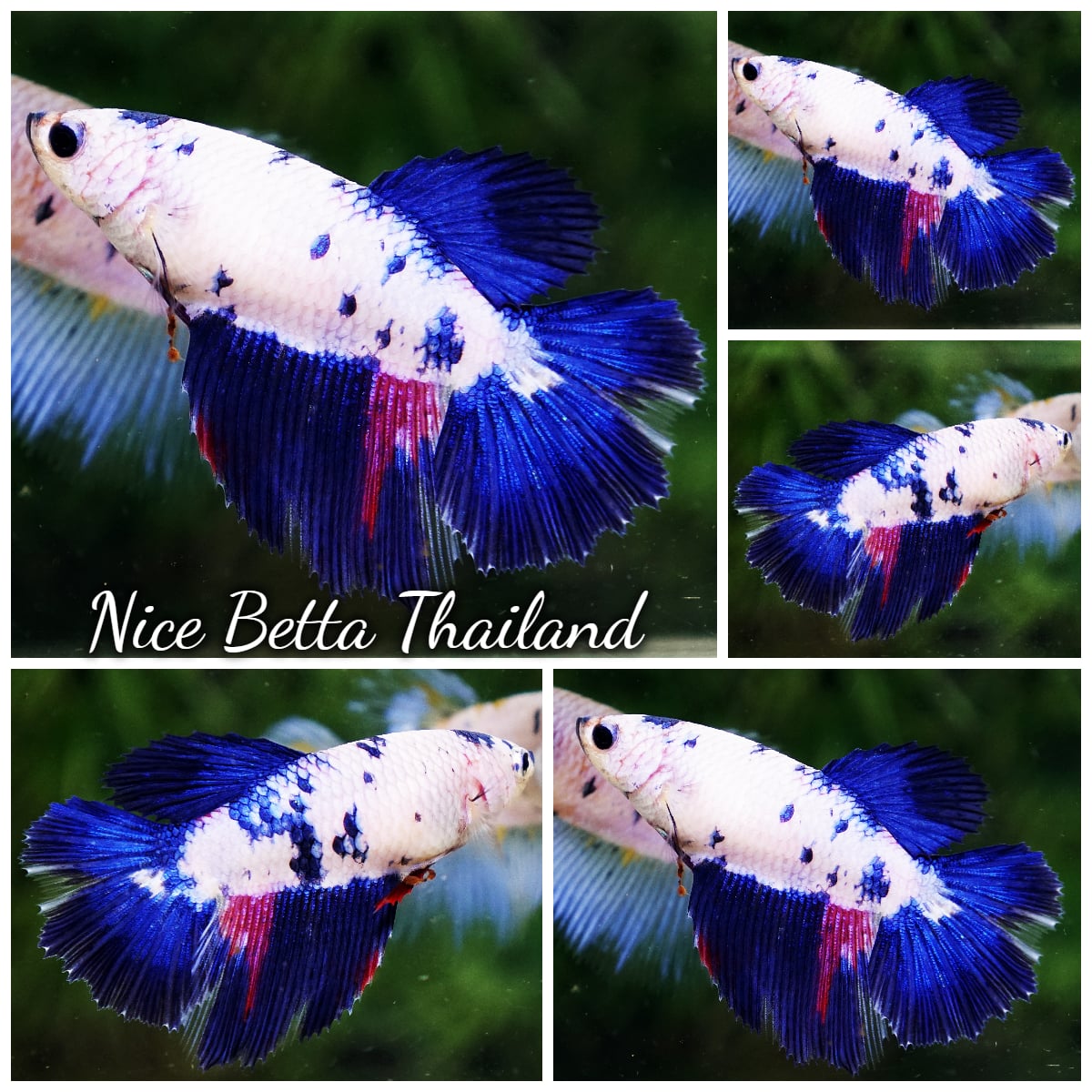 Betta Fish Female Fancy Celestine Frostfin HM