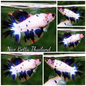 Betta Fish Female Fancy Blueberry Snow HM