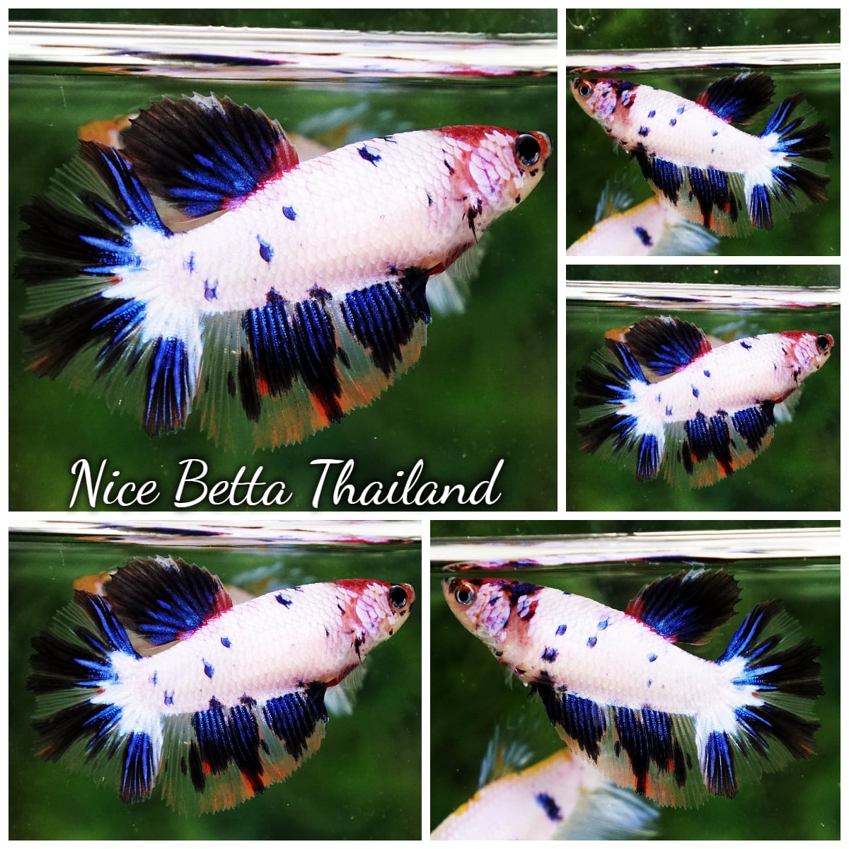 Betta Fish Female Fancy Blueberry Snow HM