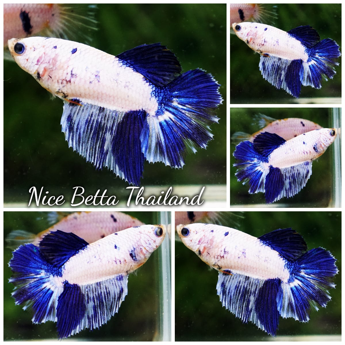 Betta Fish Female Fancy Celestine Frostfin HM