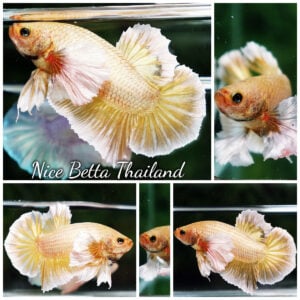 Betta Fish Super Gold 24K Dumbo HMPK