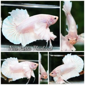 Betta Fish Unicorn Classic Dumbo HMPK