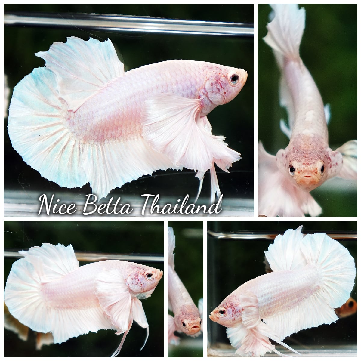 Betta Fish Unicorn Classic Dumbo HMPK