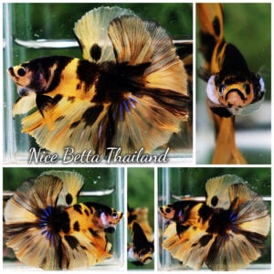 Betta Fish Yellow Tiger Koi Sky Hawk OHM