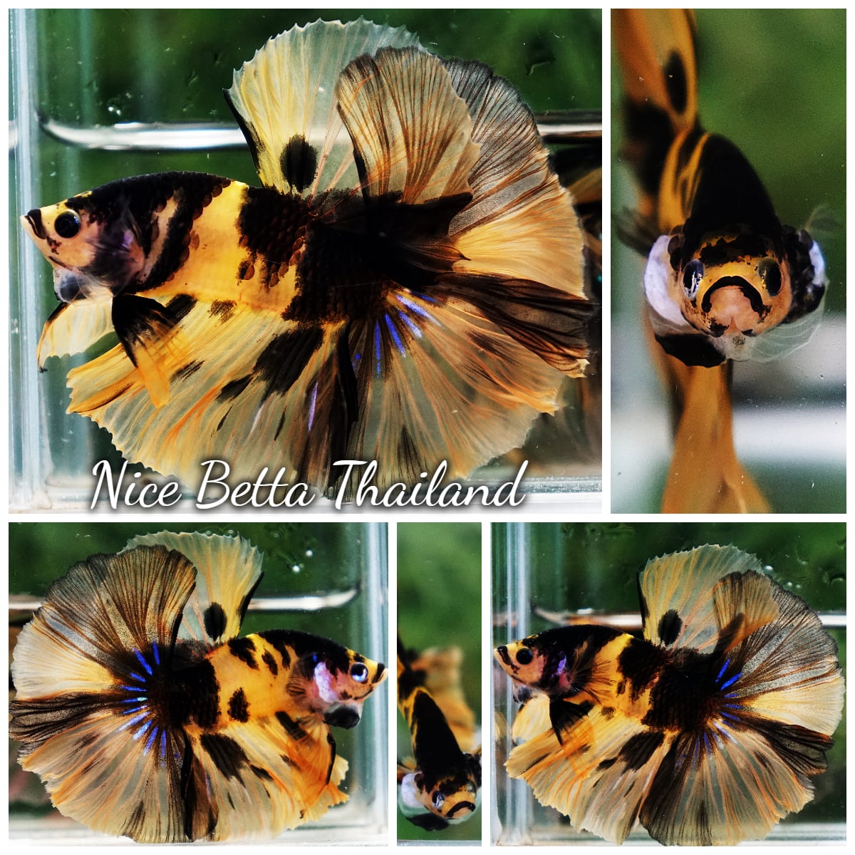 Betta Fish Yellow Tiger Koi Sky Hawk OHM