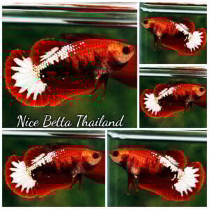 Betta Fish Female Hell Girl Star tail HMPK