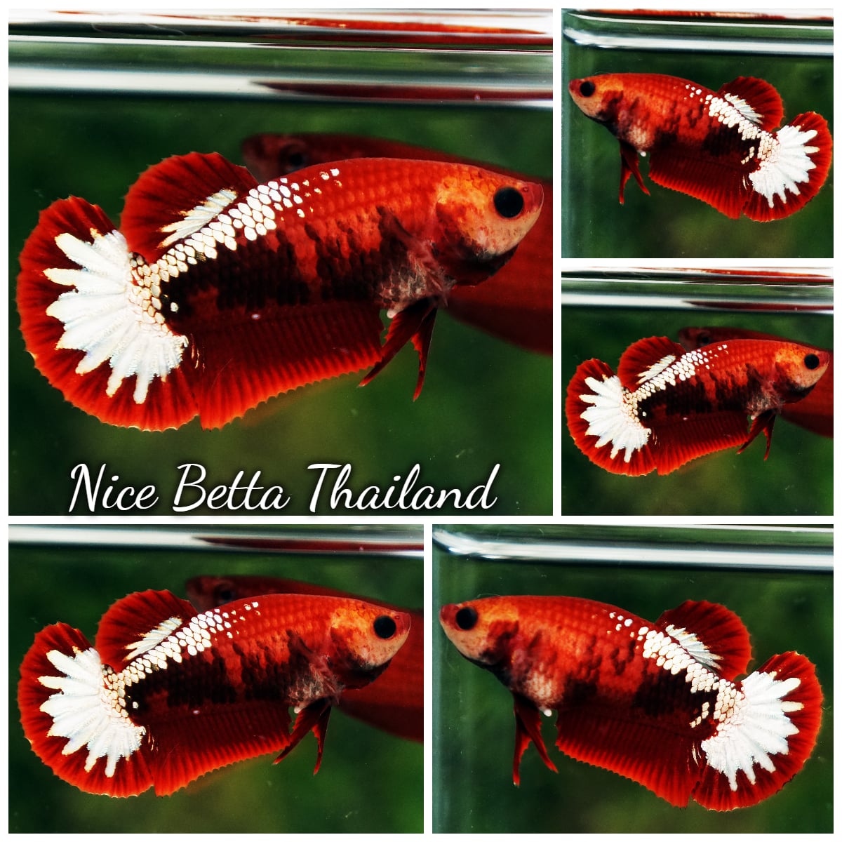Betta Fish Female Hell Girl Star tail HMPK