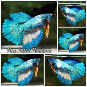 Betta Fish Female Aqua Horizon HM