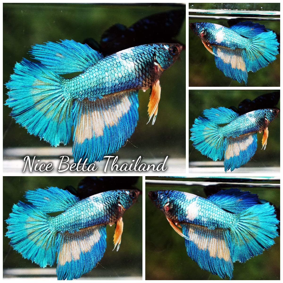Betta Fish Female Aqua Horizon HM