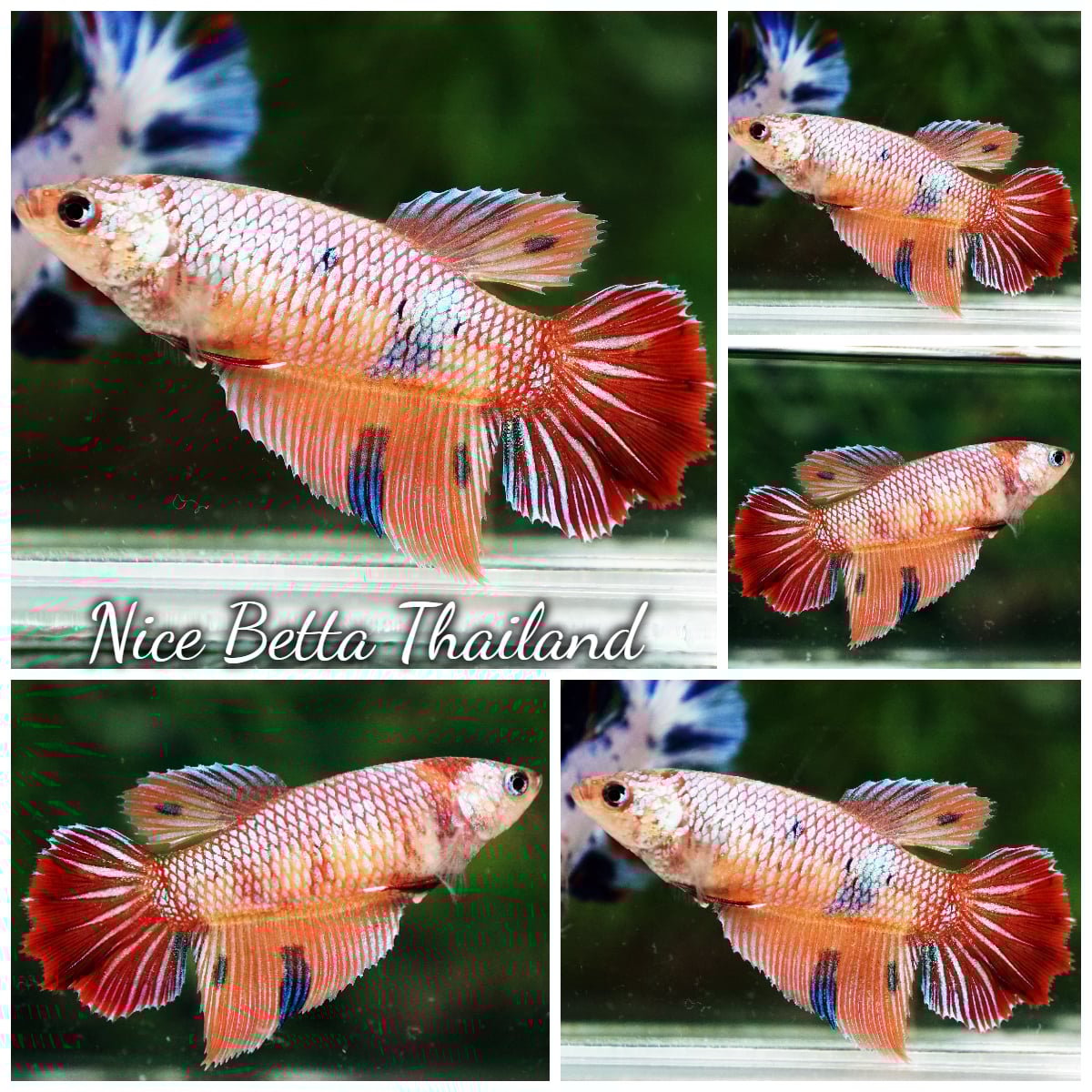 Betta Fish Female Emerald Candy Nemo HM