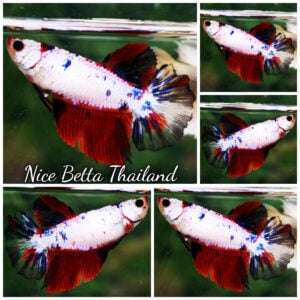 Betta Fish Female Fancy Mist Frost Dragon HM