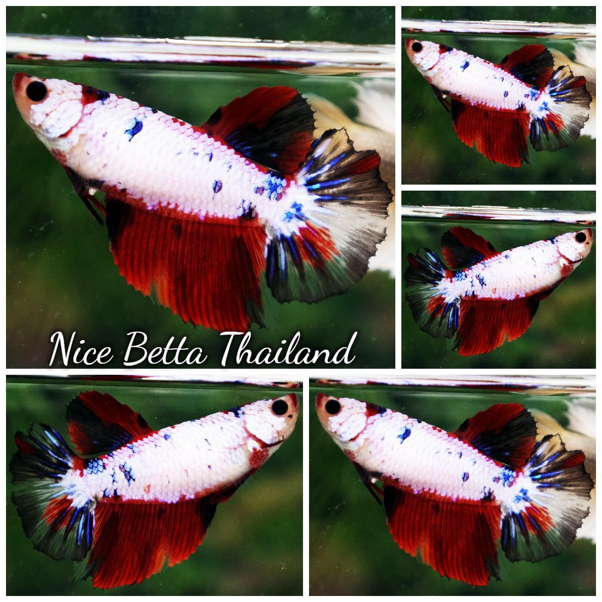 Betta Fish Female Fancy Mist Frost Dragon HM