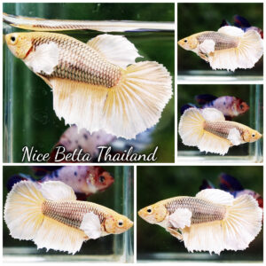 Betta Fish Female Yellow Metallic Pineapple Dumbo HM