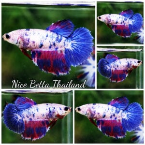 Betta Fish Female ancy Celestine Frostfin HM