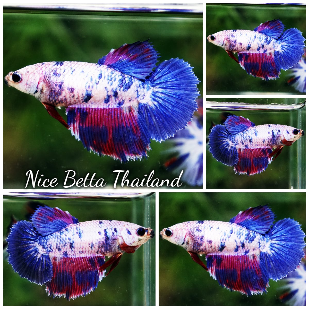 Betta Fish Female ancy Celestine Frostfin HM
