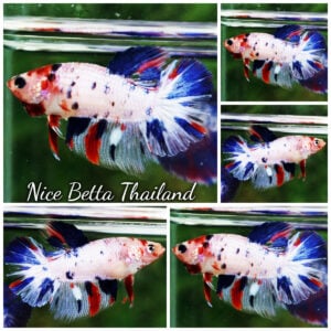 Betta Fish Female Fancy Captian America HM