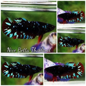 Betta Fish Female Avatar Metkayina Black Star HMPK