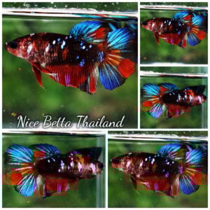 Betta Fish Female Multicolor Dark Candy HM