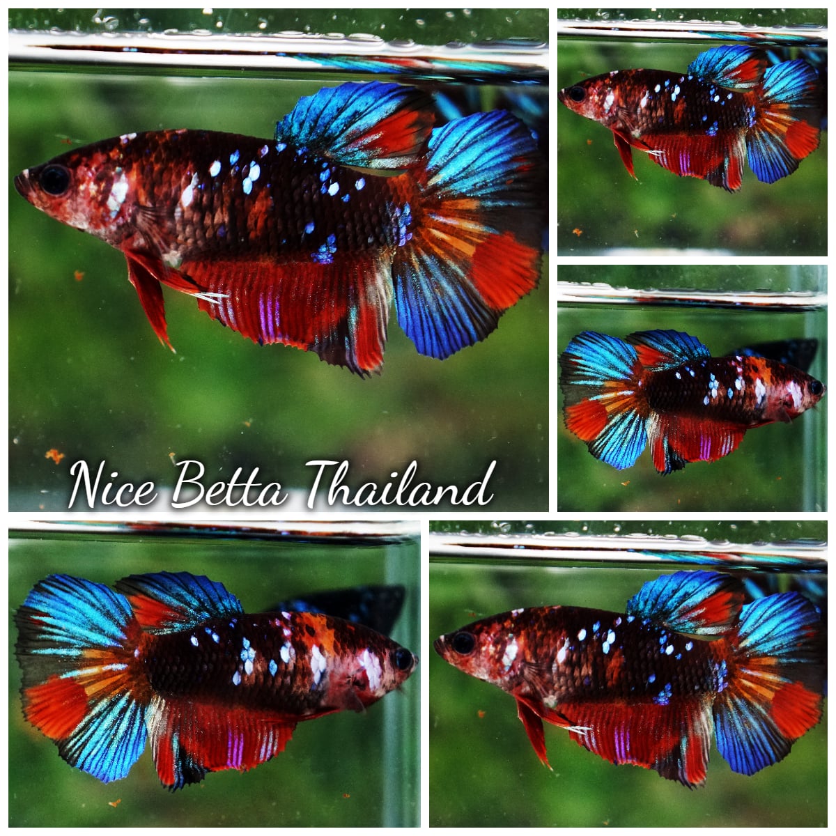 Betta Fish Female Multicolor Dark Candy HM