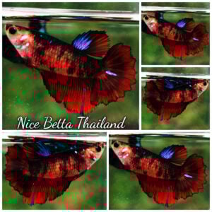 Betta Fish Female Red Tiger Koi Feather tail HM