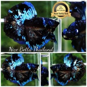 Betta Fish Avatar Blue Black Star Full Helmet Marking Hawk OHM (Ultra Rare)