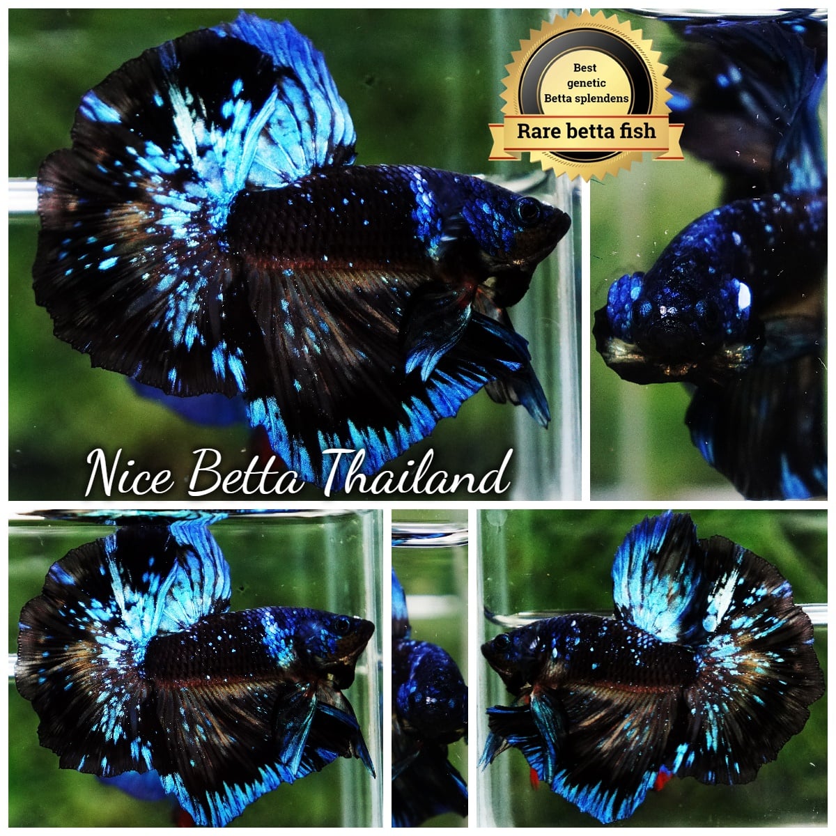 Betta Fish Avatar Blue Black Star Full Helmet Marking Hawk OHM (Ultra Rare)