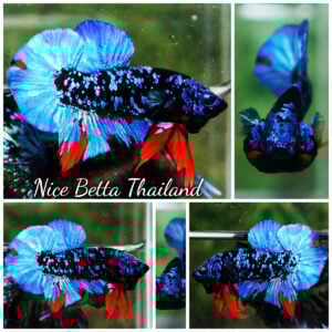 Betta Fish Avatar Metkayina Black Star HMPK