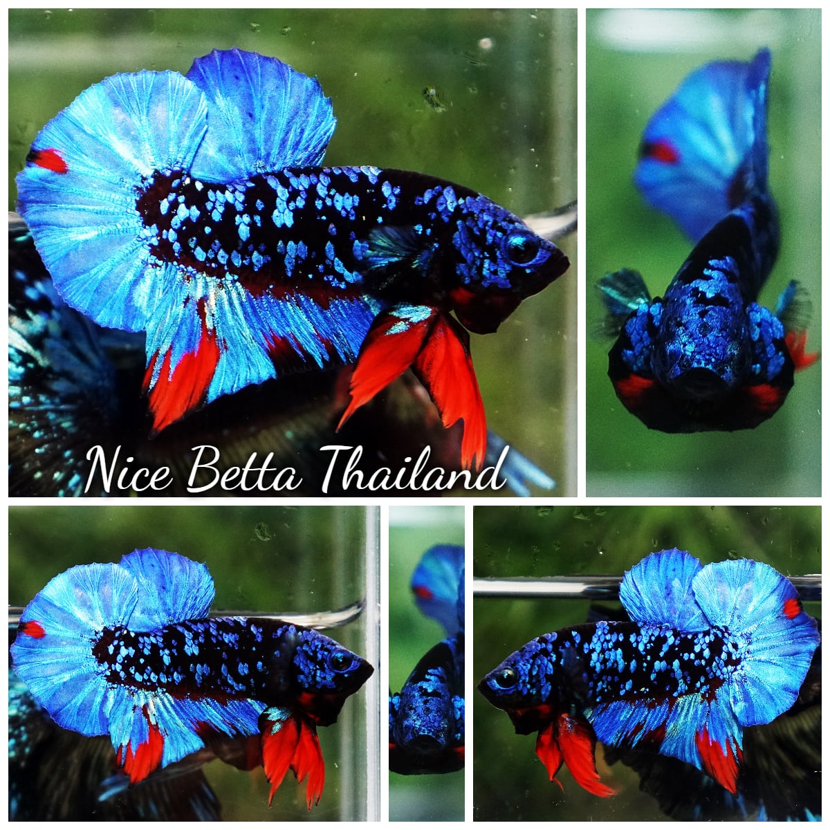 Betta Fish Avatar Metkayina Black Star HMPK