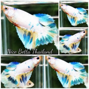 Betta Fish Female Fancy Erawan Dvaravati Glow Rosetail HM