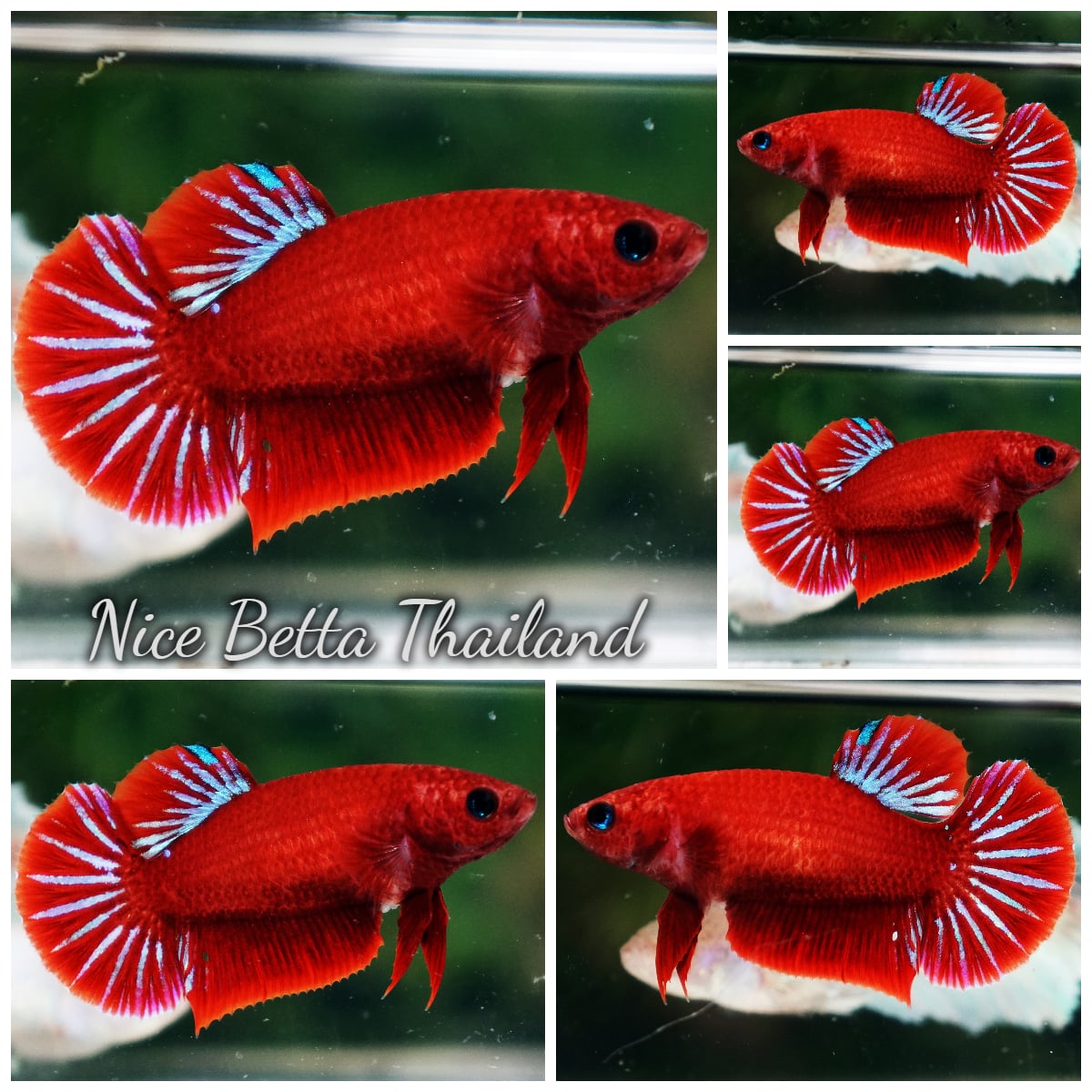 Betta Fish Female Hell Girl HMPK