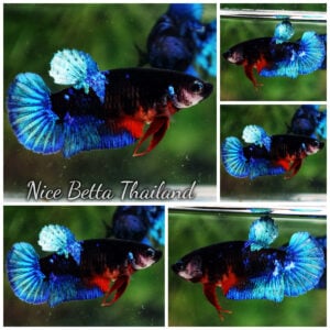 Betta Fish Female Hell Girl Avatar HMPK