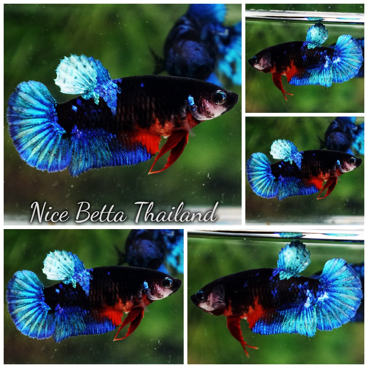 Betta Fish Female Hell Girl Avatar HMPK