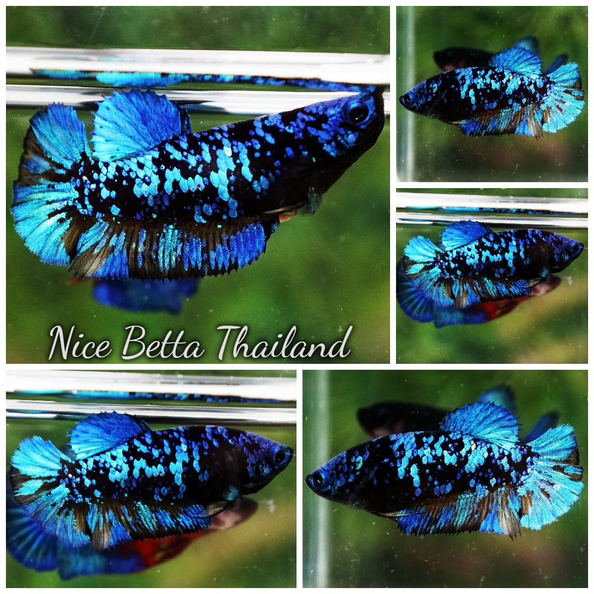 Betta Fish Queen Avatar Metkayina Black Star HMPK