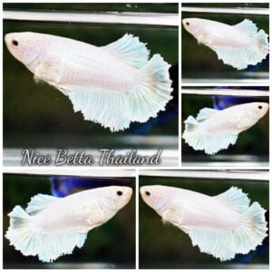 Betta Fish Female White Platinum HM
