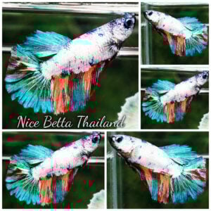 Betta Fish Female Candy Nemo Green Emerald HM