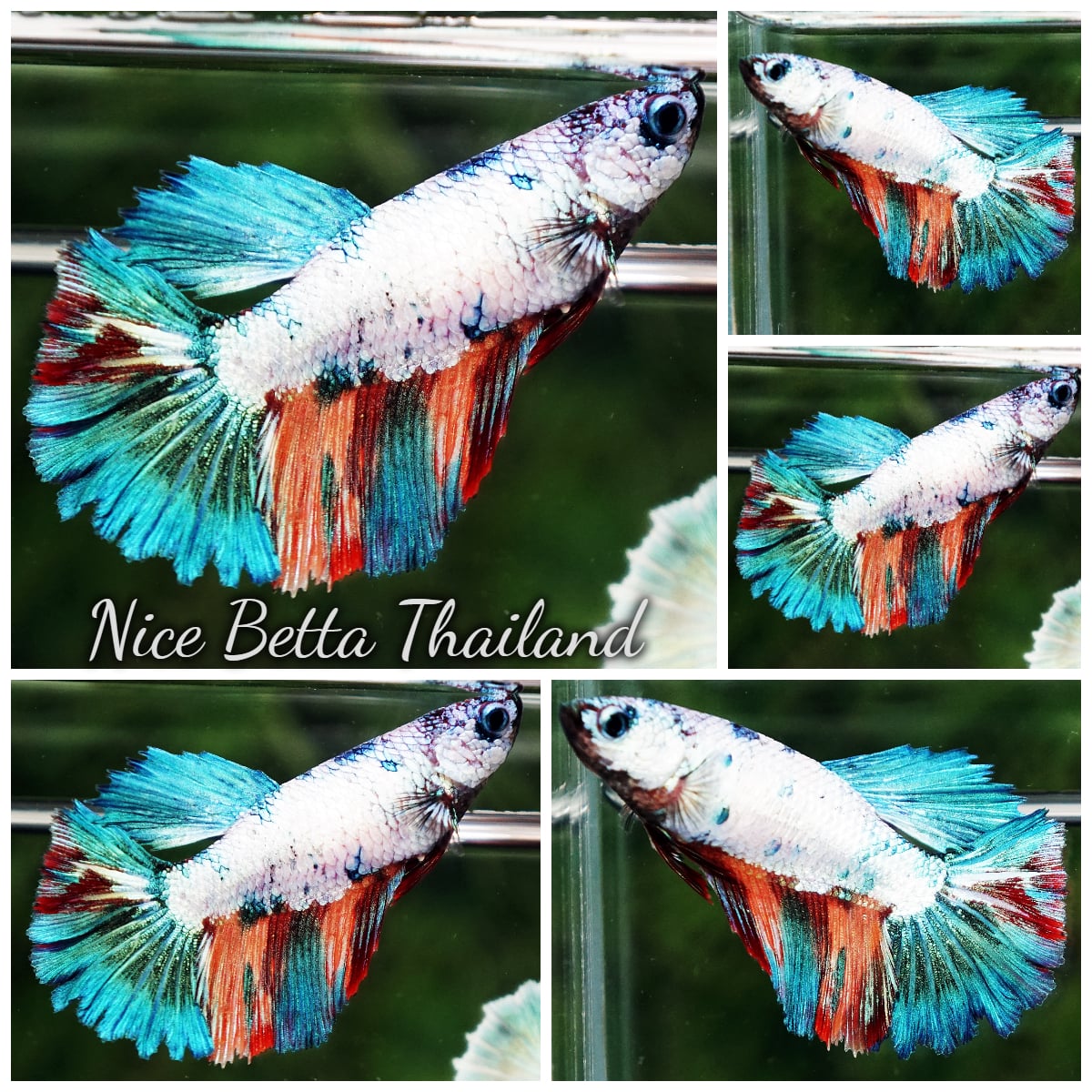 Betta Fish Female Candy Nemo Green Emerald HM