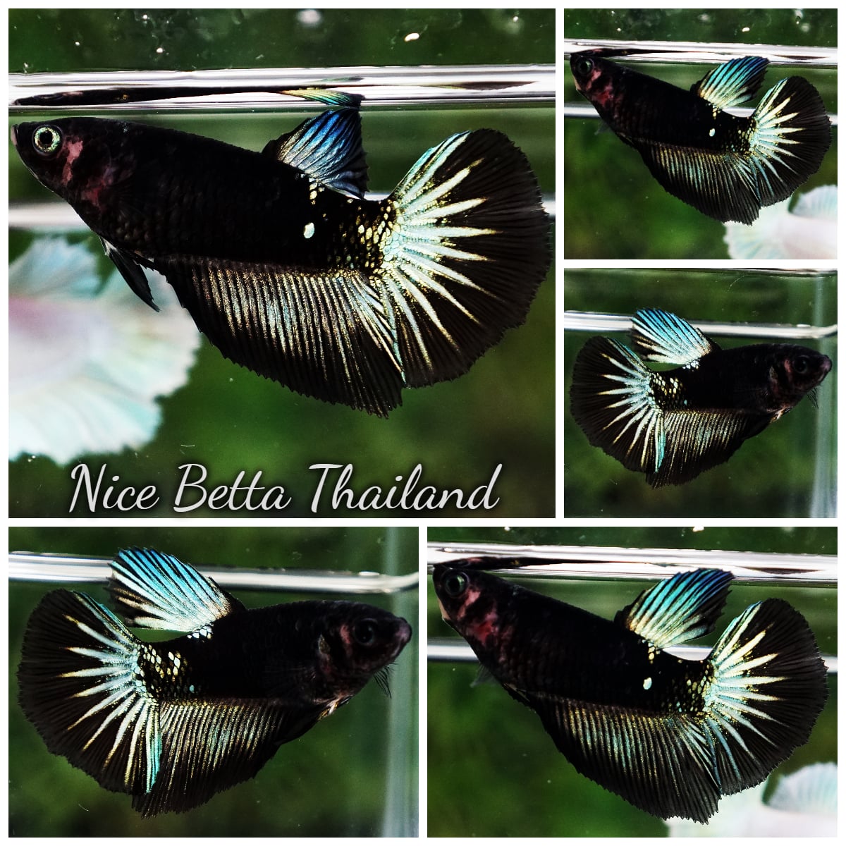 Betta Fish Female The Dark Black Hole Wariror HM