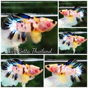 Betta Fish Female Yellow Tiger Koi Star HM