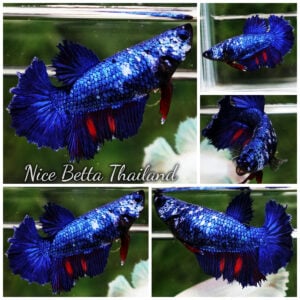 Betta Fish Female Fancy Blue Dragon HM