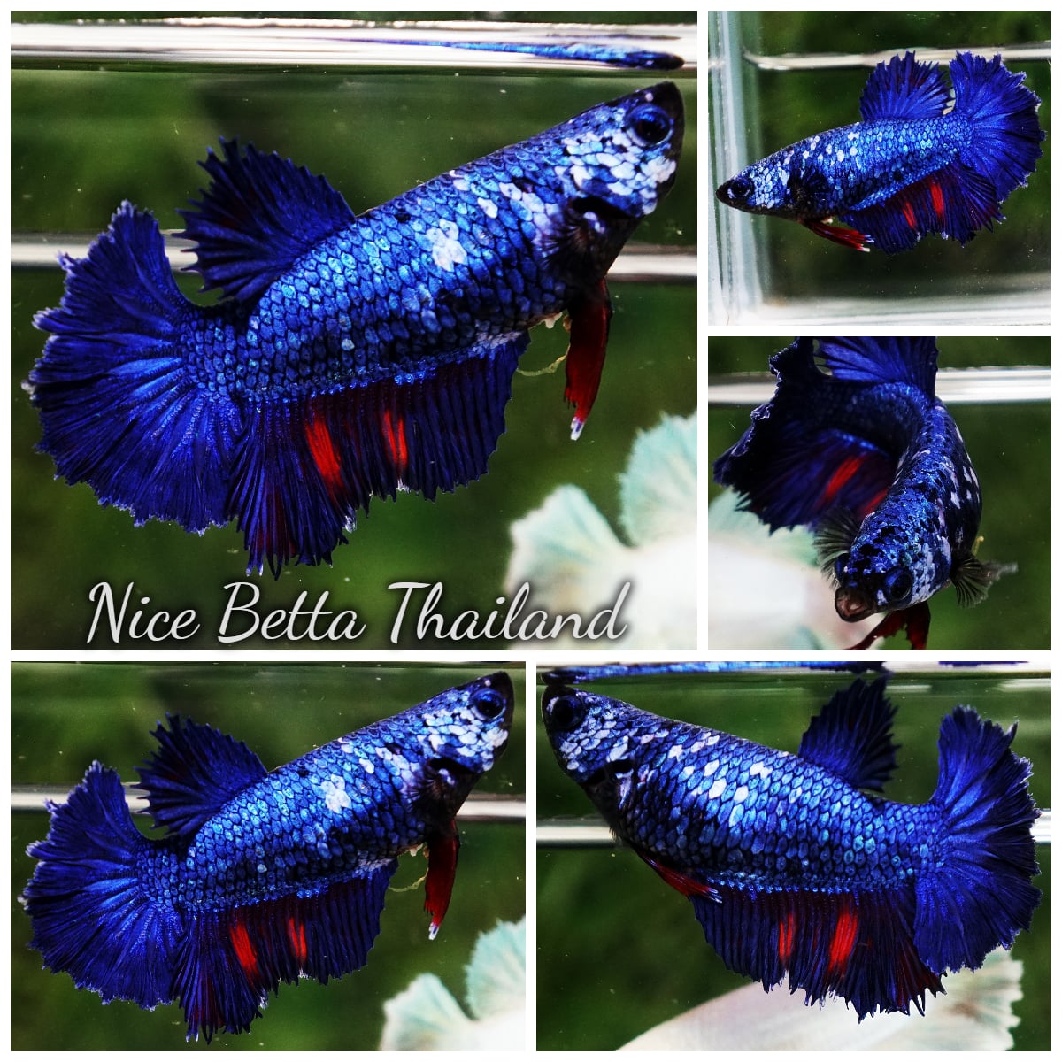 Betta Fish Female Fancy Blue Dragon HM