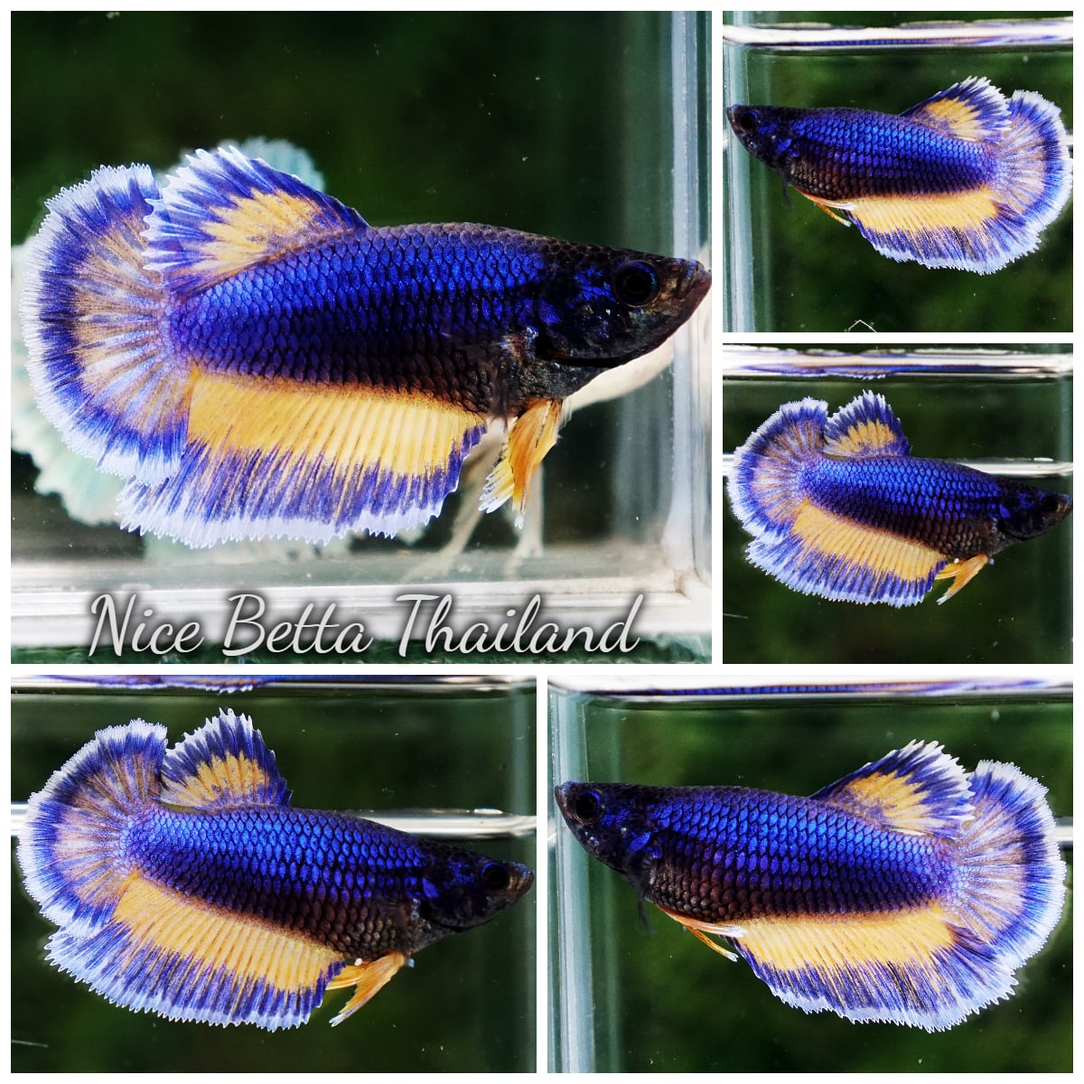 Betta Fish Female Perfect Tricolor Blue Mustard Gas HM