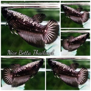 Betta Fish Female Samurai Copper Warrior HM