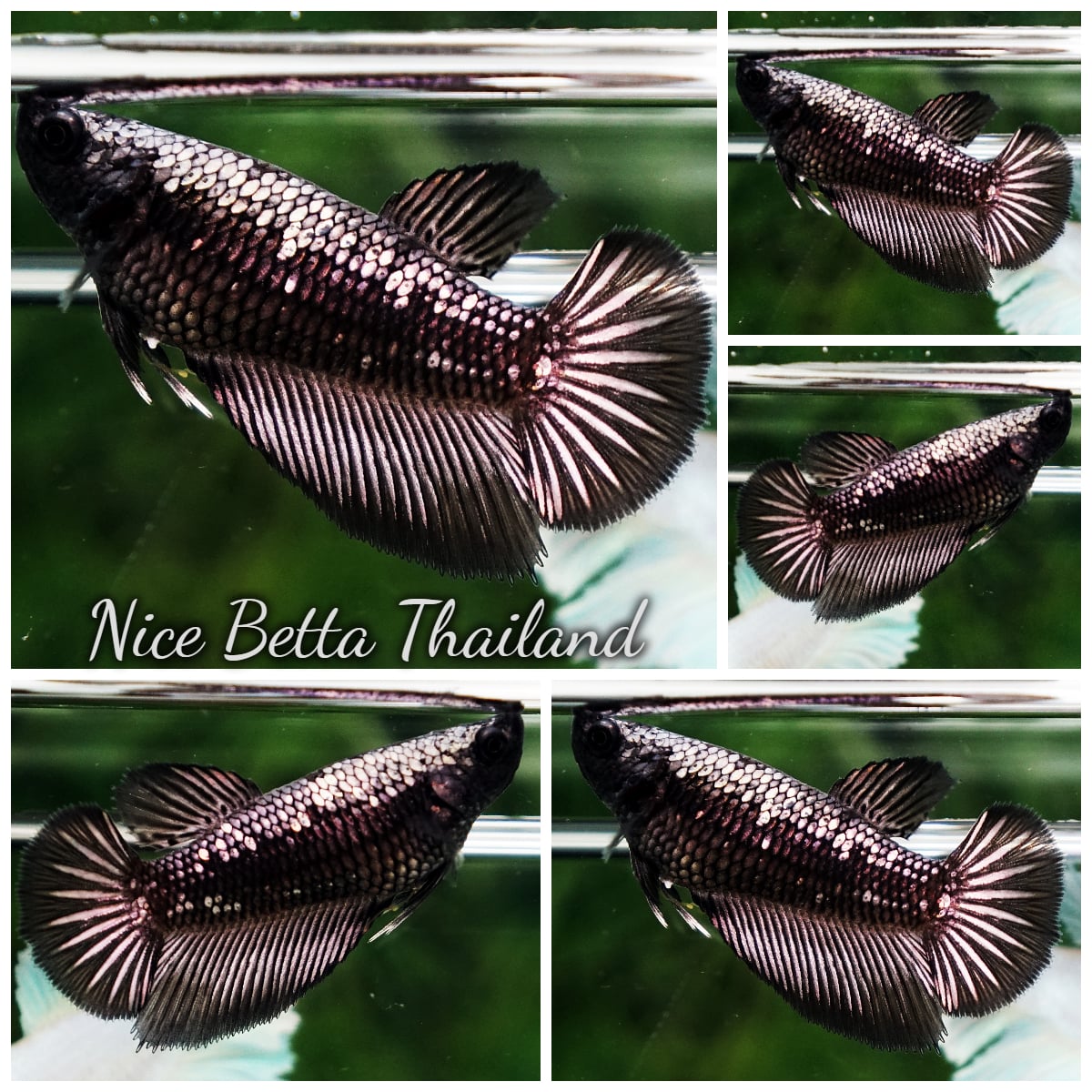 Betta Fish Female Samurai Copper Warrior HM