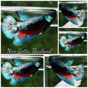 Betta Fish Female Emerald On Fire Warrior HM