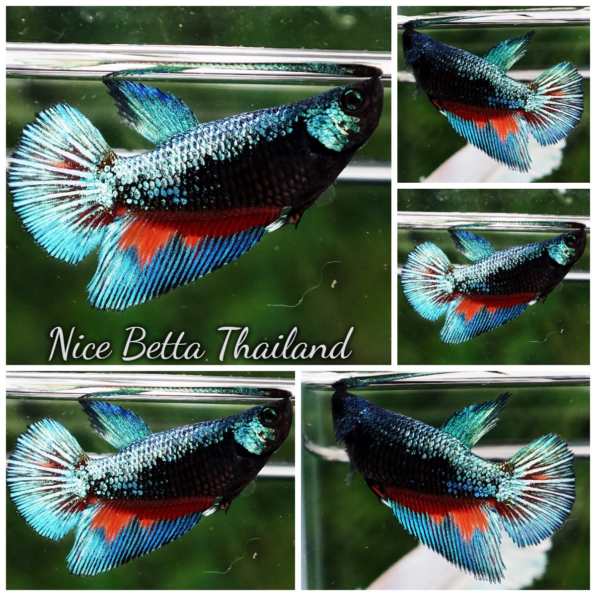 Betta Fish Female Emerald On Fire Warrior HM