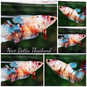 Betta Fish Female Multicolor Rainbow Galaxy Candy HMPK